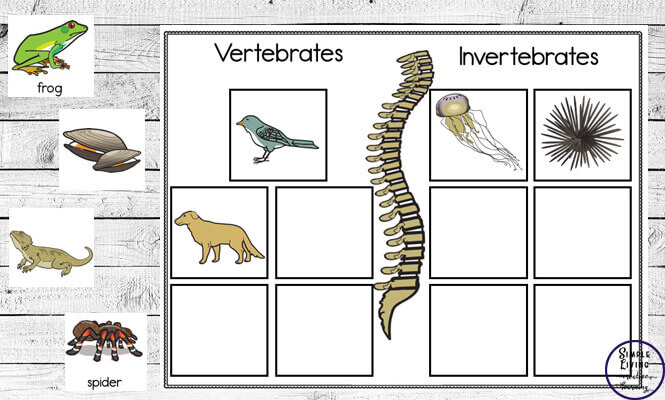 invertebrate worksheet for kids